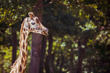 Girafe