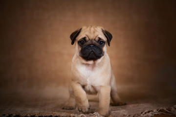 Puppy pug standing and looking at camera