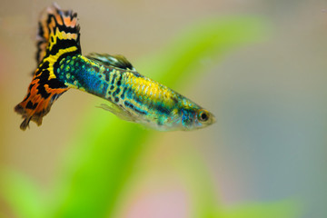 Little fish in fish tank or aquarium, gold fish, guppy and red fish, fancy carp with green plant, underwater life.