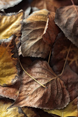 TEXTURA DE HOJAS DE OTOÑO 
