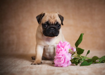 Puppy pug sitting and frightenedly looking at the camera