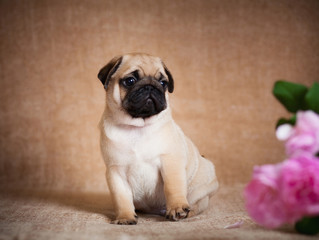 Puppy pug sitting and confusedly looking to the right