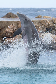 Delfin-Sprung