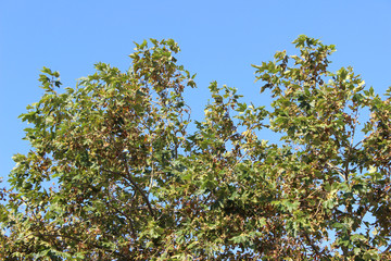 Platanus sycamore tree crown detail with clear blue sky