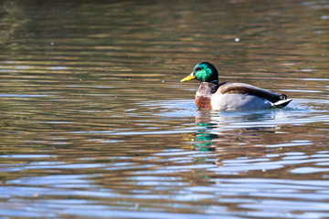 Anas platyrhynchos - Mallard duck