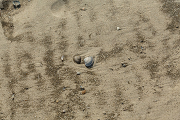 Sandstrand mit Muschel 