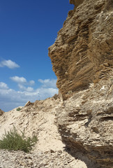 A cliff with sandstone sediment layers and a single green plant on the coast of Israel
