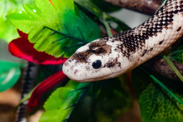 Pantherophis Obsoleta or Rat Snake