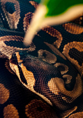 Snake tangled python while resting