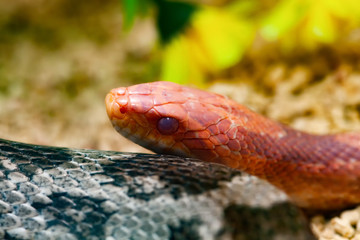 Red Corn Snake
