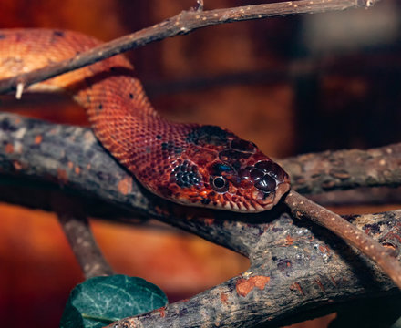 Spalerosophis atriceps or Diadem Snake, Royal Snake