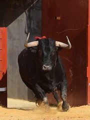 toro bravo