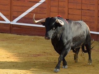toro bravo