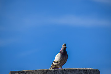 Closeup of beautiful Feral Pigeon dove relaxing on top of a roof in a clear sky with no clouds