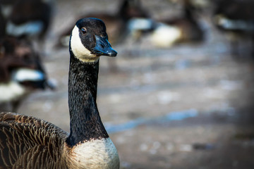 Closeup of Black Canadian goose portrait looking around in a sunny day
