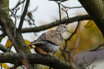 Pigeon on the branch autumn day in forest