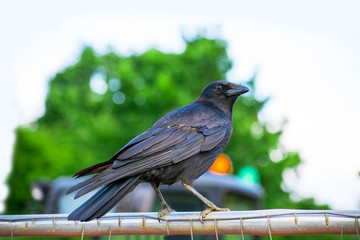 Closeup of Black crow relaxing on a metal fence in the park in summer day , looking around