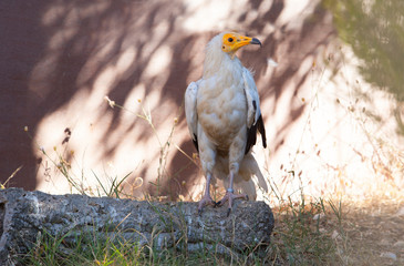 Egyptian vulture or Neophron percnopterus