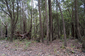 Australian eucalyptus forest with forest floor covered with dry leaves