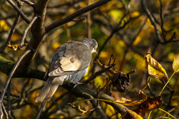 Pigeon on the branch autumn sunny day in forest