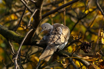Pigeon on the branch autumn sunny day in forest