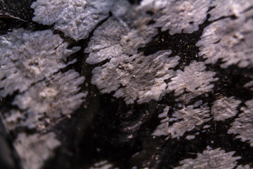 Macro view of Snowflake obsidian. Texture background