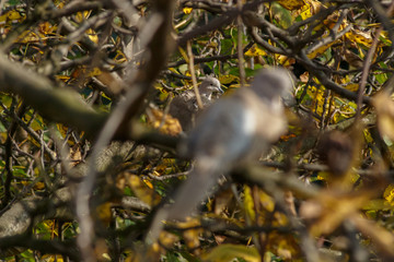 Two pigeons on the branch autumn sunny day in forest