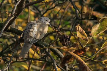 Pigeon on the branch autumn sunny day in forest