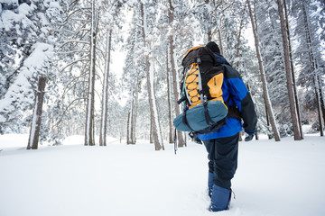 Fototapeta na wymiar Young male mountain climber wearing blue and black clothing hiking away from the camera through deep powder snow in fir tree forest. Wide angle rear view. Active lifestyle in cold weather.