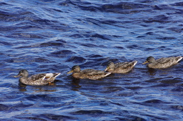 Four young ducks floating on the lake. Birds are red-brown, bill is dark gray, edge of beak is orange. The water is beautiful blue.