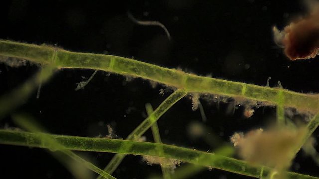 Microscopic annelid wiggles near algae filaments.
