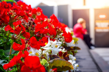Closeup of bunch of red flowers in a sunny day with two couple sitting around