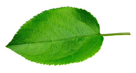 Apple leaf isolated