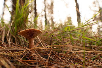 Buscando setas en Otoño