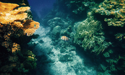 Naklejka na ściany i meble Single fish with coral