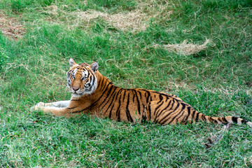 Fototapeta na wymiar sad tiger cub lies on the grass