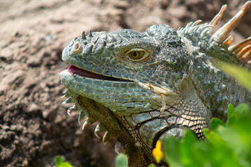iguana de cerca 