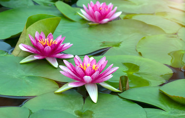 Beautiful lotus flower