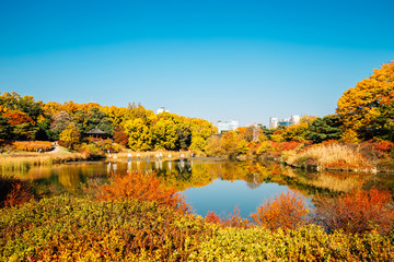 Olympic park, autumn maple and lake in Seoul, Korea