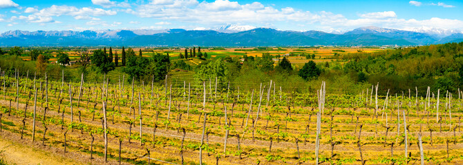 Panoramic view of vineyards in Buttrio - 231789043