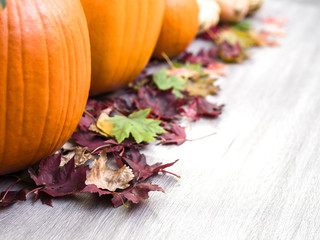 A festive fall or autumn background with colorful maple leaves piled in front of a row of pumpkins and squash on a gray wood grain backdrop with open space great for Thanksgiving or Halloween holiday.