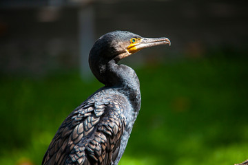 Kormoran, Vogel, Tier, 