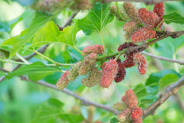 mulberry on tree.  tropical fruit agriculture concept.