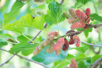 mulberry on tree.  tropical fruit agriculture concept.