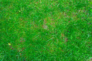 Closeup of Field of fresh green grass texture as a background, horizontal
