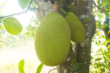 jackfruit on tree. tropical fruit agriculture concept.