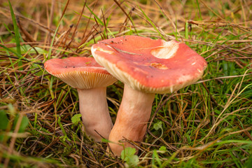 Buscando setas en Otoño