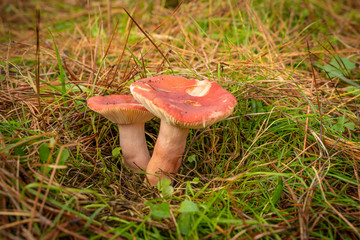 Buscando setas en Otoño