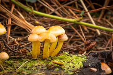 Buscando setas en Otoño