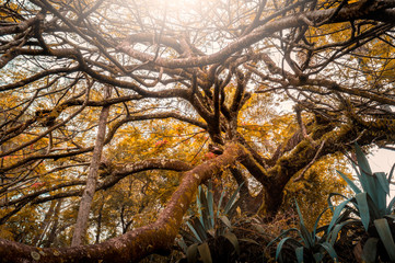 Branches of a big tree. Low angle view